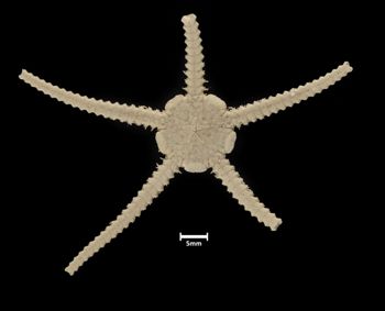 Media type: image;   Invertebrate Zoology OPH-474 Description: Bottom up view of single ophiuroid specimen with a scale bar.;  Aspect: ventral